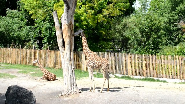 Giraffa mentre si nutre