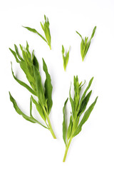 Obraz premium Französischer Estragon (Artemisia dracunculus)