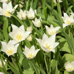 Fototapeta na wymiar Spring background with beautiful white tulips