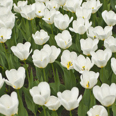 Obraz premium Spring background with beautiful white tulips