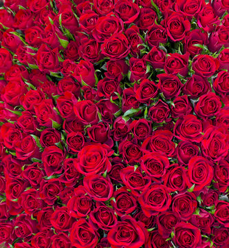 solid red roses background