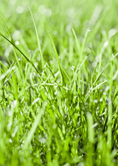 Close up of early dew on healthy grass