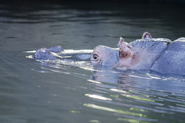 Fototapeta premium Wildlife and Animals - Hippopotamus