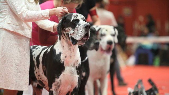 Group of huge Great Dane before training, close-up