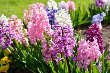 Blooming colorful pink, blue and purple hyacinth flowers close-up. Green summer garden. Panoramic...