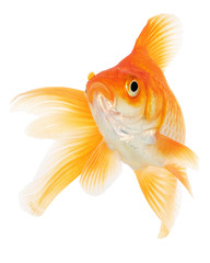 Goldfish on White