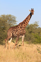 Giraffe