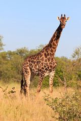 Giraffe