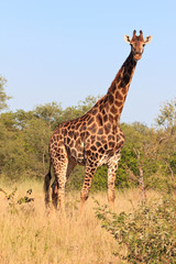 Giraffe