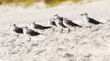 Flock of sea gulls gather at beach