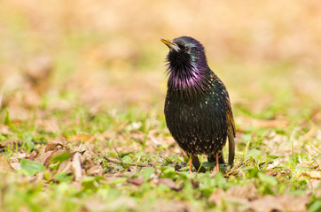 Obraz premium Starling