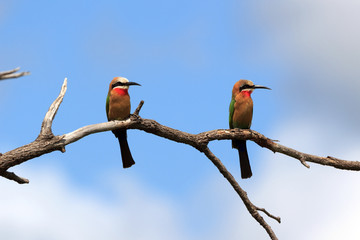 Weißstirnbienenfresser