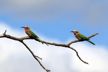 Weißstirnbienenfresser