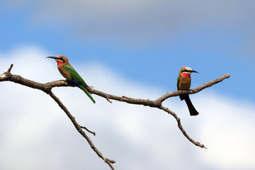 Weißstirnbienenfresser