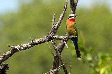 Weißstirnbienenfresser