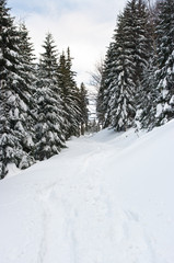 Path during the winter