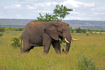 Fototapeta premium Elefant