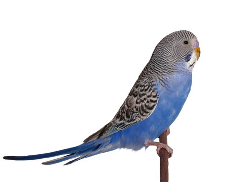 budgerigar on branch  isolated on white background