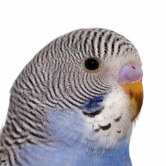 close portrait of budgerigar  isolated on white background