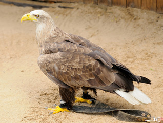 Golden Eagle