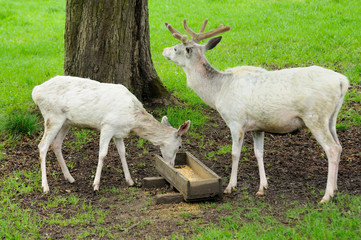 White deer