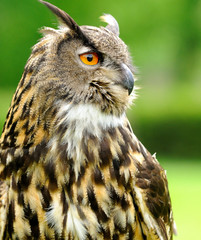 Eagle Owl