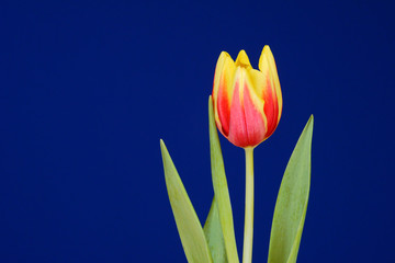 Żółto-czerwony tulipan na niebieskim tle 2