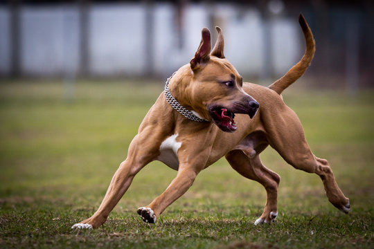 Staffordshire Terrier