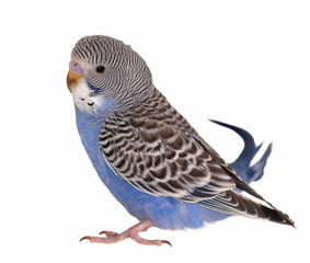 budgerigar isolated on white background