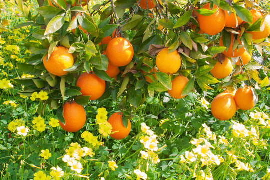 Mature oranges hang on branches