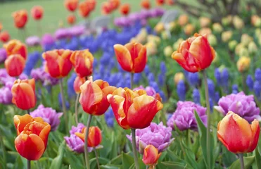 Abwaschbare Fototapete Tulpe Beautiful field of colorful tulips