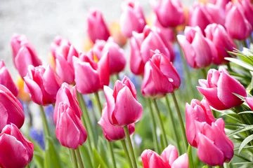 Poster de jardin Tulipe Colorful sea of beautiful tulips in full bloom