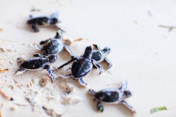 Baby green turtles