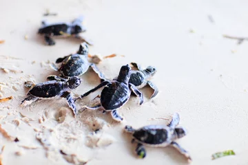 Abwaschbare Fototapete Schildkröte Baby-Grüne Schildkröten