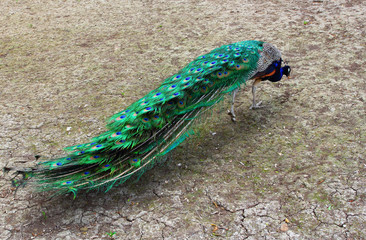 Fototapeta premium Beautiful male peacock outdoors showing his long tail
