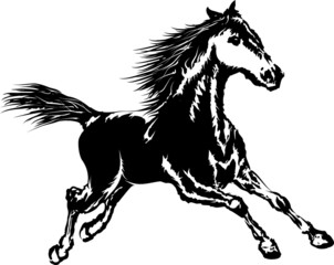 Black horse