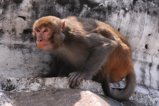 Curious monkey