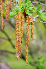 Birkenpollen - seed of birch 06