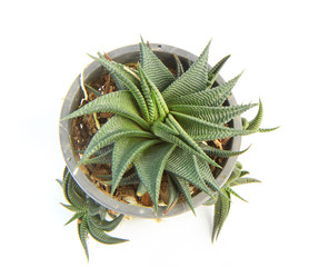 Haworthia