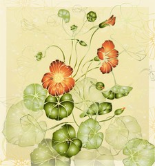 Greeting card with nasturtium. Illustration nasturtium.
