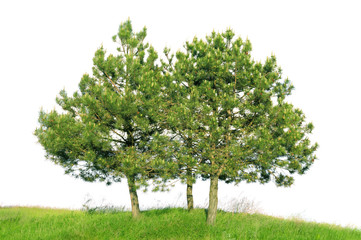 Fototapeta na wymiar Sosna zwyczajna (Pinus sylvestris)