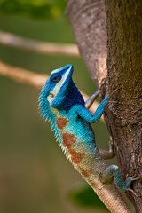 Lizard on the tree