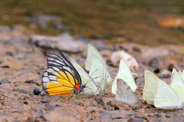 Fototapeta na wymiar many pieridae butterflies gathering water on floor