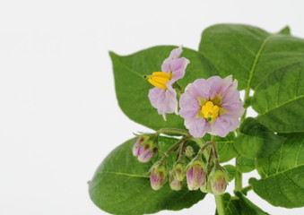 ジャガイモの花　potato