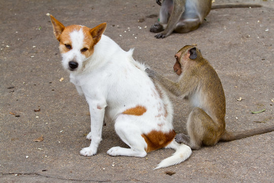 Monkeys checking for fleas and ticks in the dog