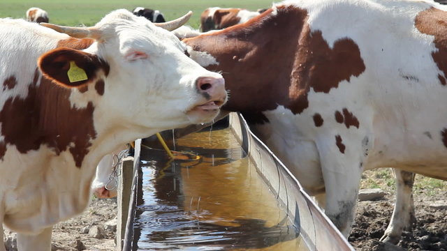 Cows on watering place