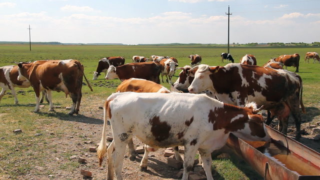 Cows on watering place