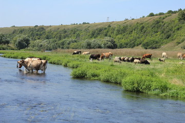 Naklejka na ściany i meble коровы у реки