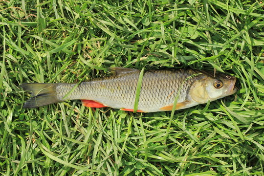 рыба пойманная в реке