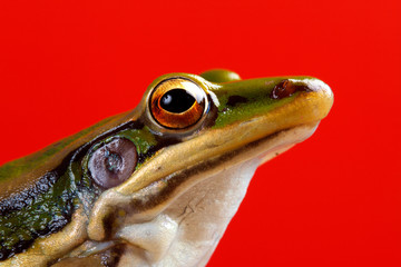 green frog on red blackground